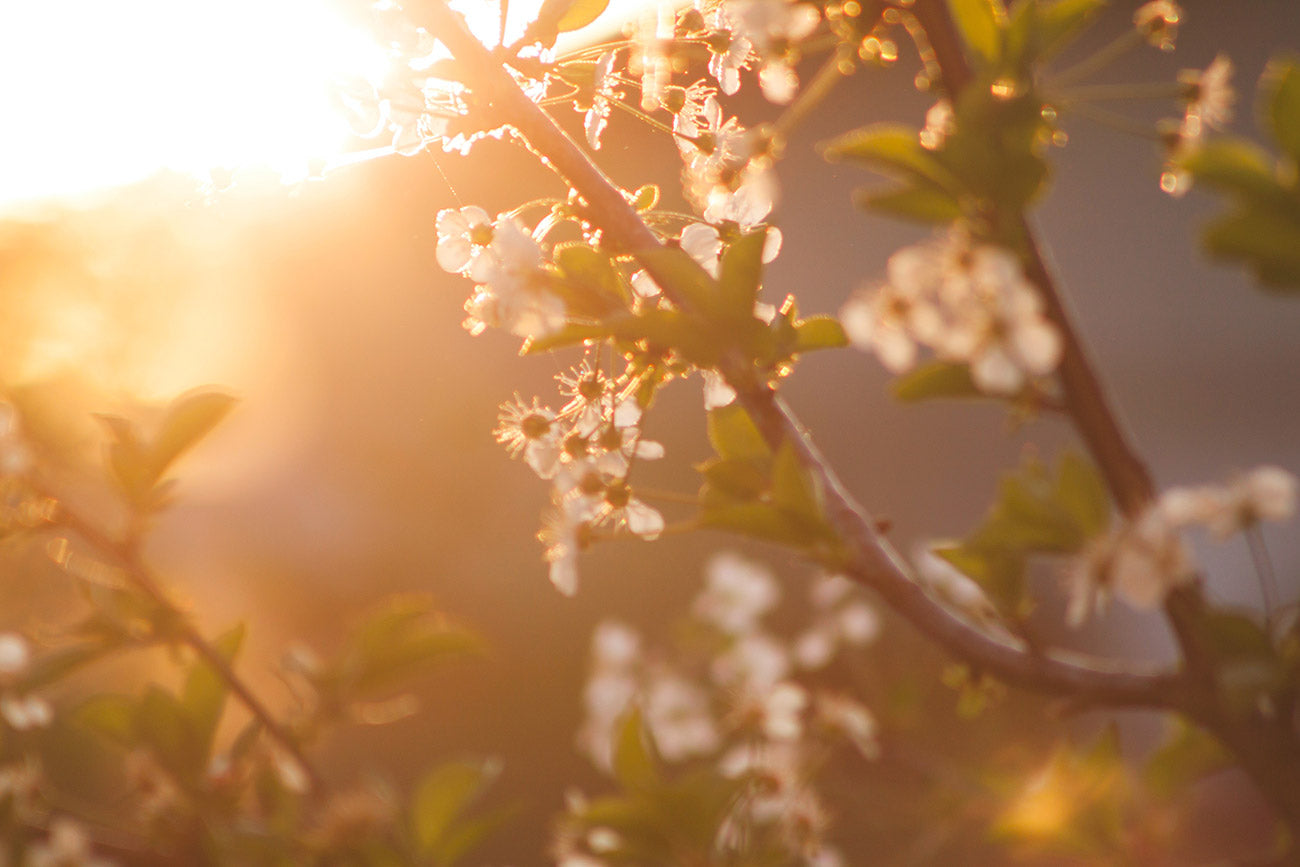 Schneller Schwanger werden durch Sonnenlicht